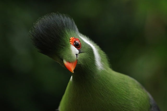 鸟 白颊 Turaco Tauraco Leucotis - 上的免费照片