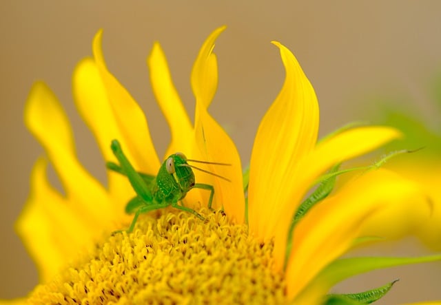 蚱蜢 昆虫 向日葵 - 上的免费照片