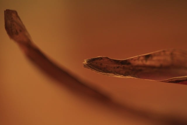 Leaf Withered Plant - 上的免费照片