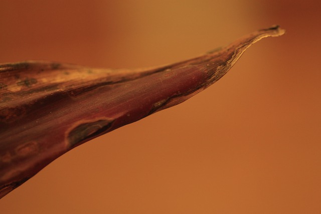 Leaf Dry Natural - 上的免费照片