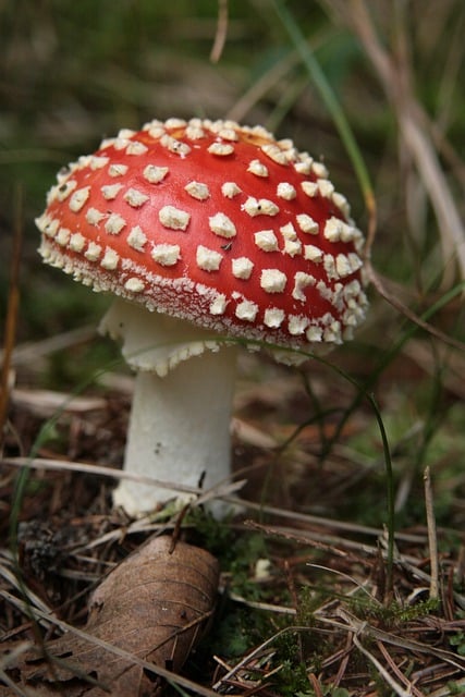 蘑菇 植物 毒菌 - 上的免费照片