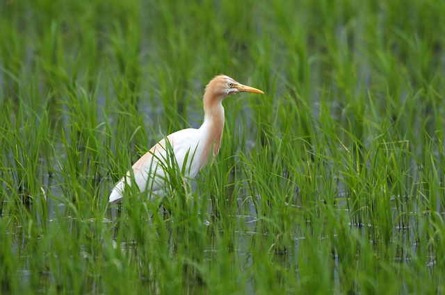 鸟 牛背鹭 鸟类学 - 上的免费照片
