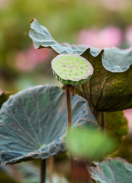 花 植物学 莲花 - 上的免费照片