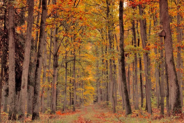 森林 落下 秋天的树林 - 上的免费照片