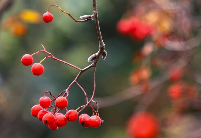 山灰 枝 红色水果 - 上的免费照片