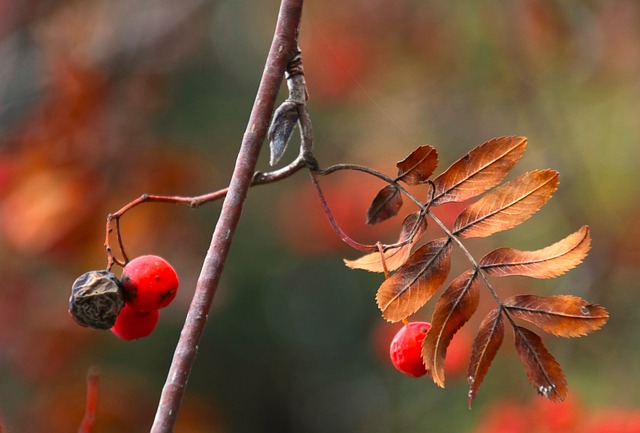 山灰 秋天 干叶 - 上的免费照片