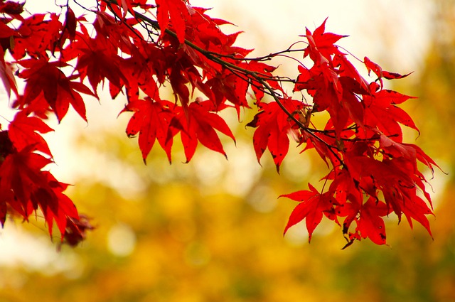 红色的叶子 秋天 日本枫树 - 上的免费照片