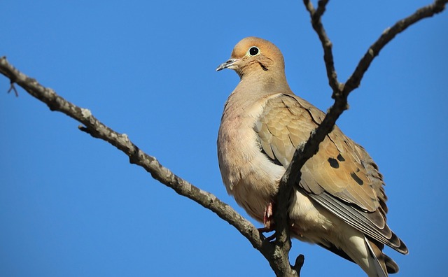 鸽子 Columbidae 鸟类学 - 上的免费照片