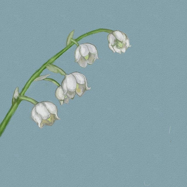 百合花 花卉 植物 - 上的免费图片