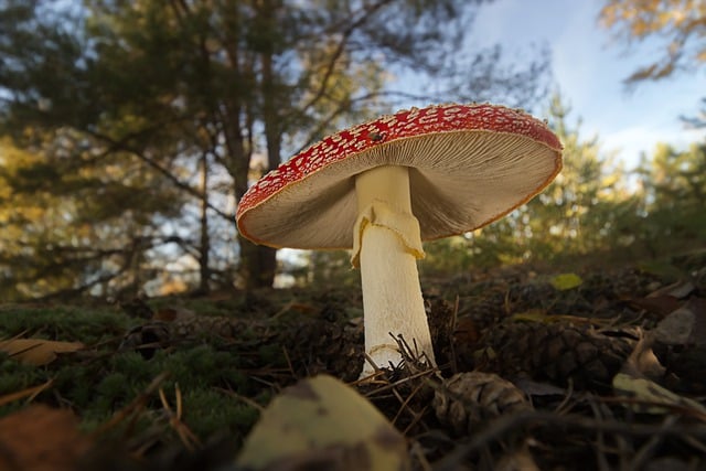 蘑菇 海绵 木耳 - 上的免费照片