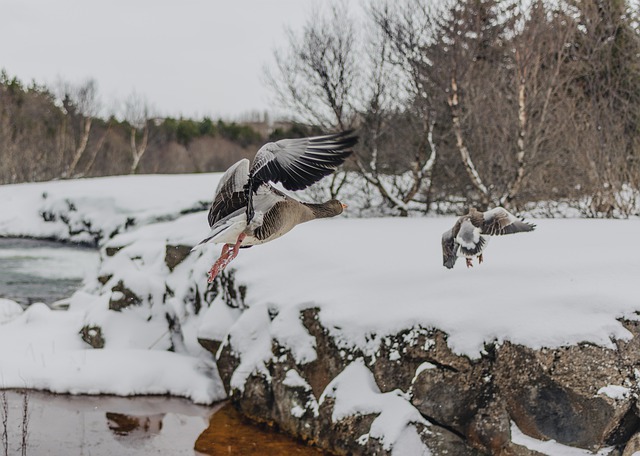 灰雁 鸟 冬天 - 上的免费照片