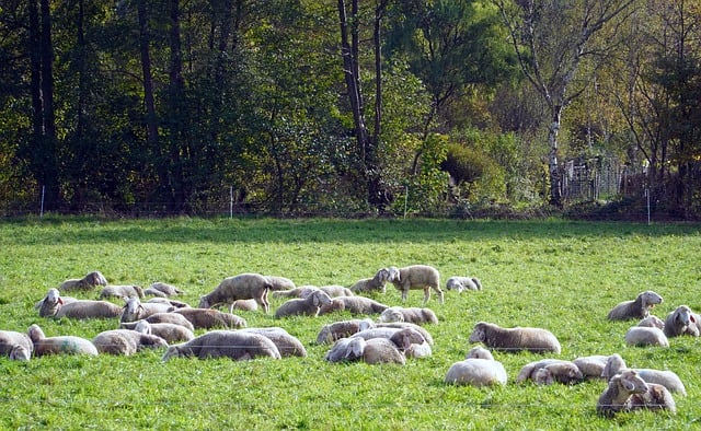 羊 群 牧场 - 上的免费照片