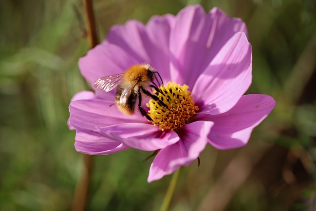 熊蜂 大黄蜂 昆虫 - 上的免费照片