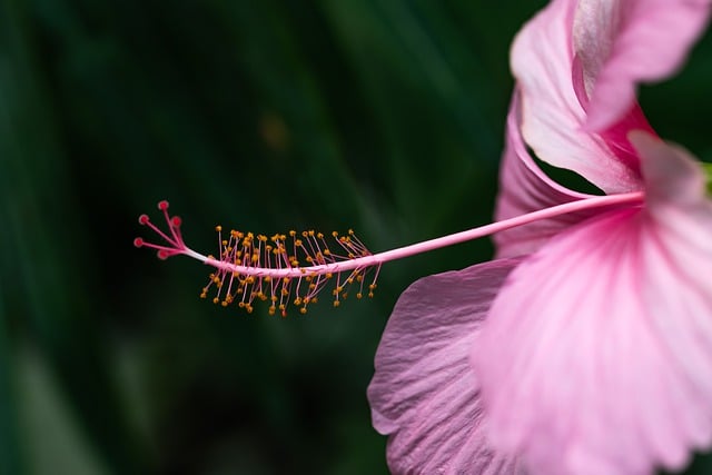 花 花瓣 芙蓉 - 上的免费照片