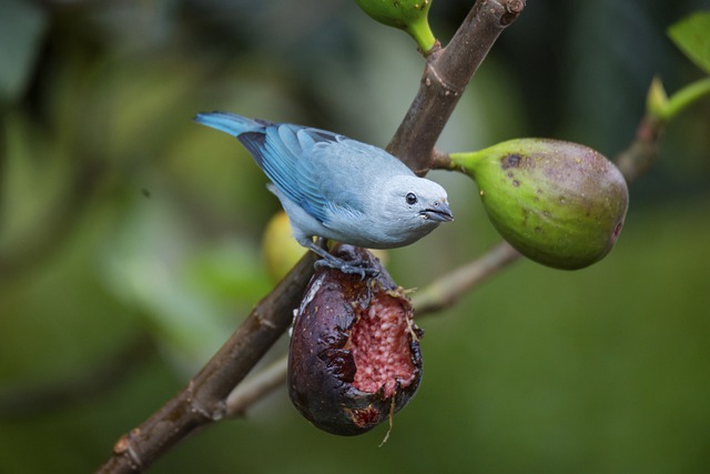 自然 鸟 唐纳雀 - 上的免费照片