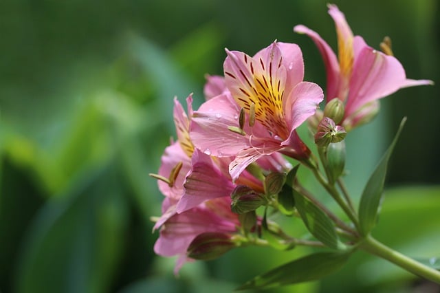 秘鲁百合 花朵 植物 - 上的免费照片