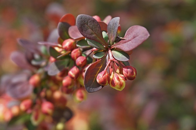 伏牛 灌木 花朵 - 上的免费照片