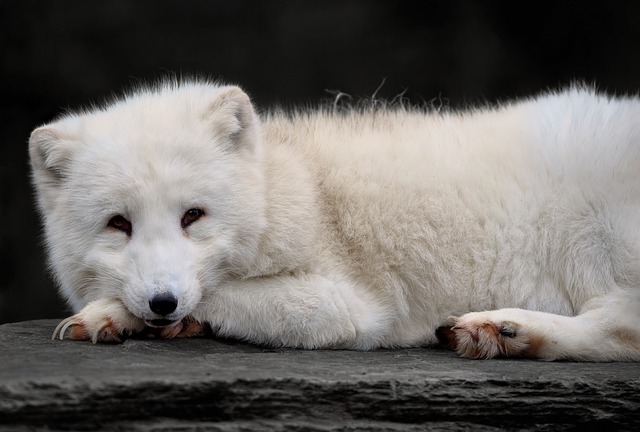 狐狸 白狐 动物 - 上的免费照片