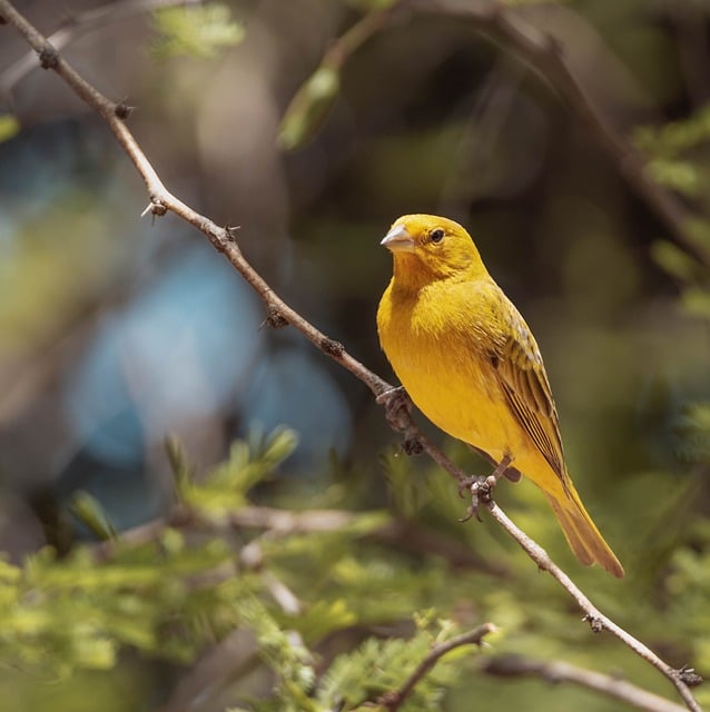 鸟 鸟类学 物种 - 上的免费照片