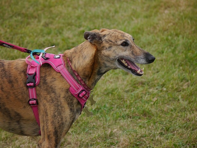 灵缇犬 毛皮 Brindle - 上的免费照片