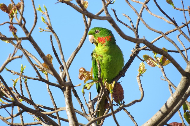Maritaca 鸟 绿色 - 上的免费照片
