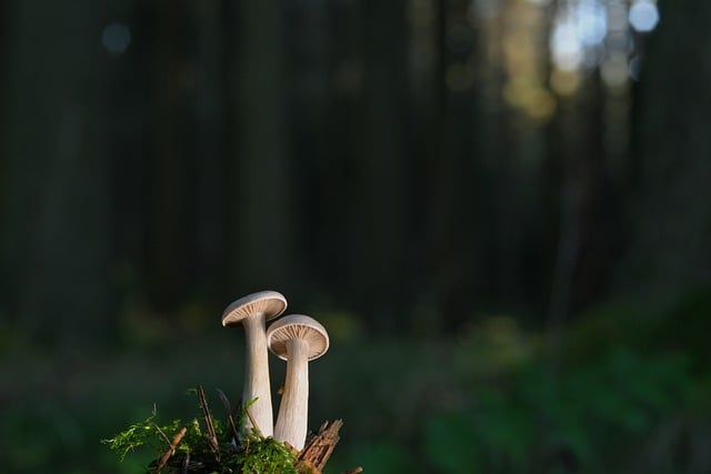 蘑菇 小蘑菇 板条 - 上的免费照片