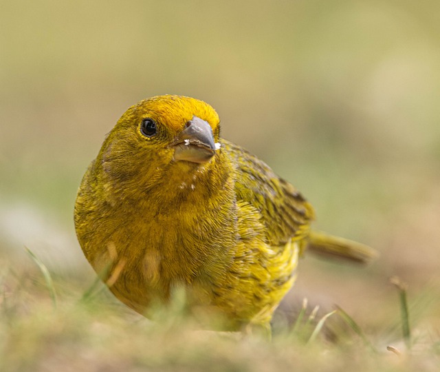 野生鸟类 金翅雀 黄檀 - 上的免费照片