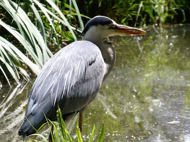 苍鹭 鸟 动物 - 上的免费照片