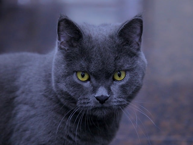 眼睛 英国 猫 - 上的免费照片