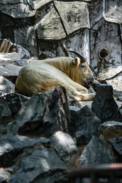有天赋的人 动物 羚牛 - 上的免费照片