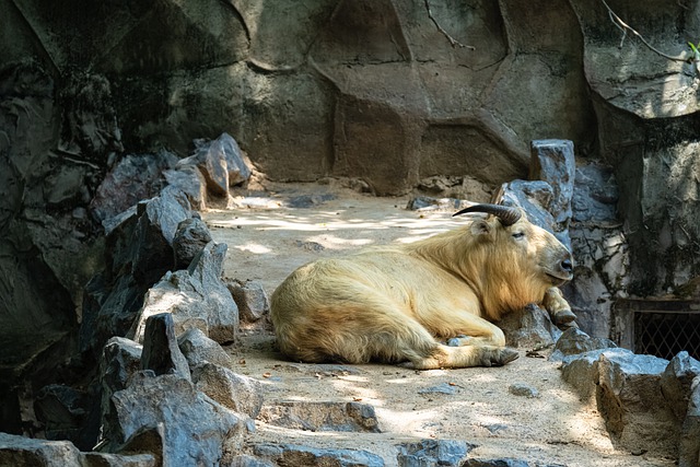 有天赋的人 动物 羚牛 - 上的免费照片