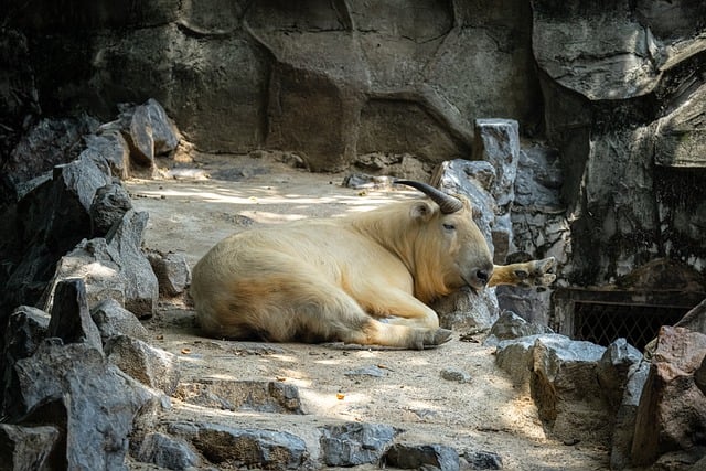 有天赋的人 动物 羚牛 - 上的免费照片