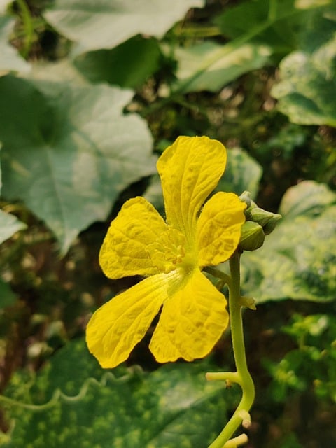 丝瓜 花 植物 - 上的免费照片