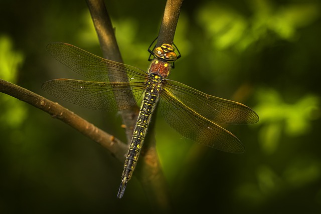 蜻蜓 昆虫 叶子 - 上的免费照片