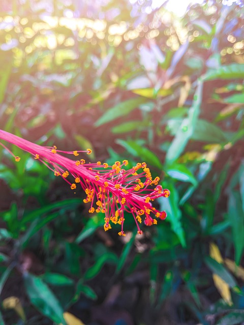 花 美丽的花 树叶 - 上的免费照片