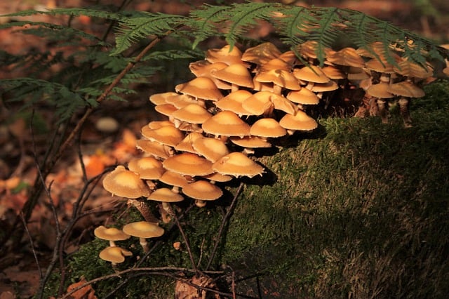 真菌学 蘑菇 毒菌 - 上的免费照片