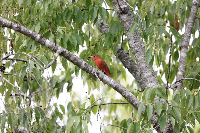 鸟 夏季唐纳雀 鸟类学 - 上的免费照片