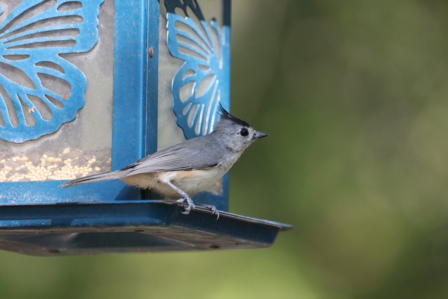 鸟 Tufted Titmouse 喂鸟器 - 上的免费照片
