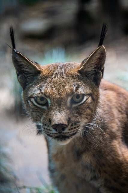 猫 猫科动物 狞猫 - 上的免费照片