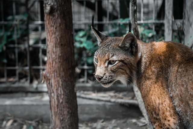 猫 猫科动物 狞猫 - 上的免费照片