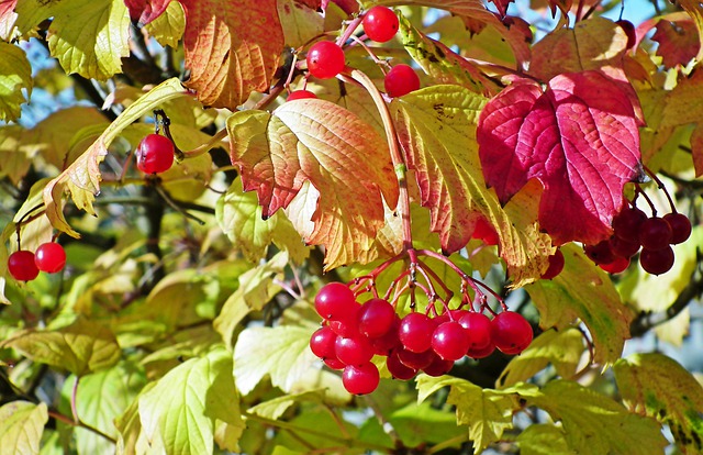 琼花 水果 树叶 - 上的免费照片