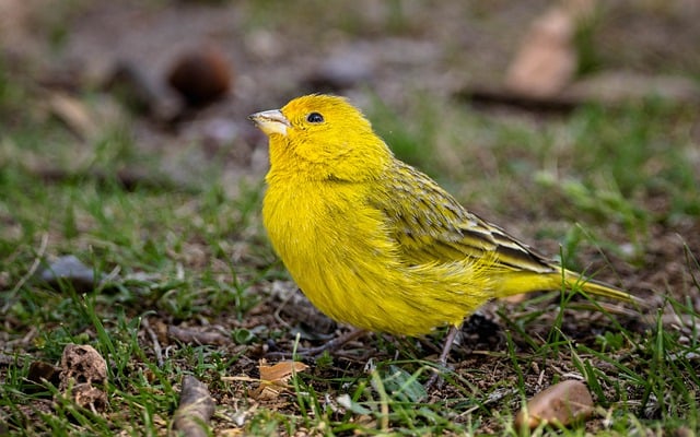 鸟 鸟类学 金翅雀 - 上的免费照片