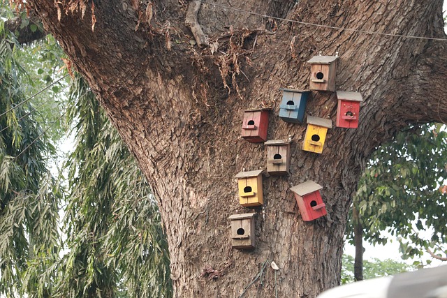 鸟巢 树 树干 - 上的免费照片