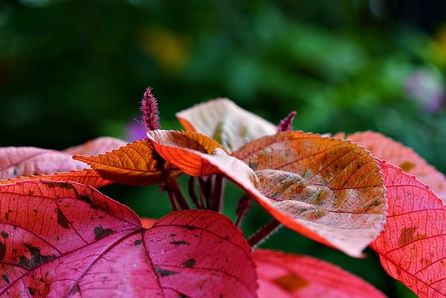 铜叶 树叶 植物 - 上的免费照片