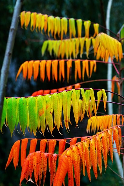 火炬树 醋树 树叶 - 上的免费照片