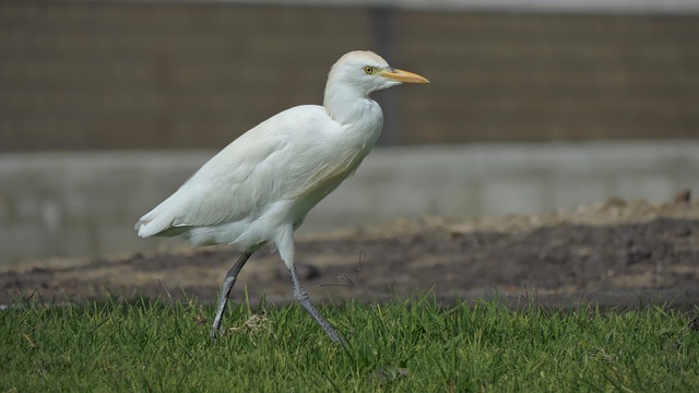 白鹭 鸟 动物 - 上的免费照片