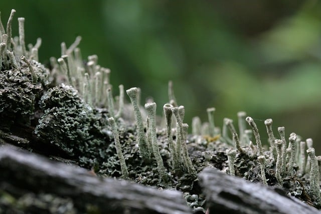 苔藓 编织 日志 - 上的免费照片