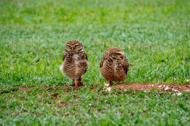 穴居猫头鹰 猫头鹰 鸟 - 上的免费照片