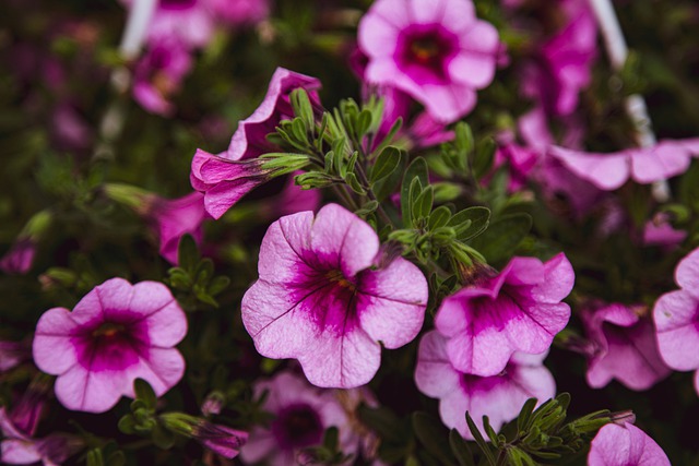 校准小花 Calibrachoa 茄科 - 上的免费照片