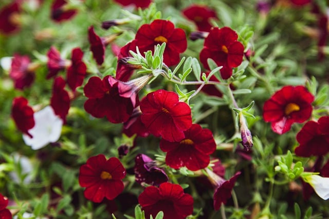 花 盛开 开花 - 上的免费照片